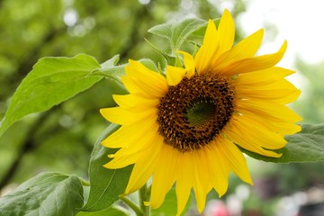 Sun flower in garden, selective focus