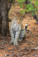 Leopard