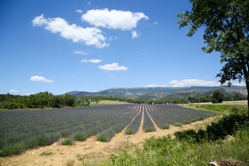 lavandes en provence