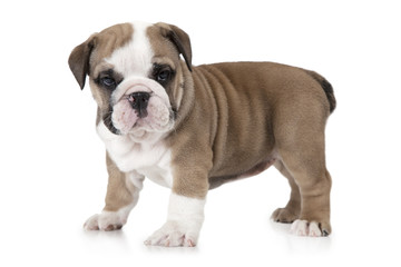 Obraz premium English Bulldog on white background