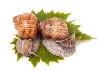 two snails crawling on the grape leaves white background