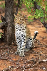 Foto op Canvas Leopard © Andreas Edelmann