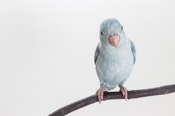 Pastel Blue Forpus Bird