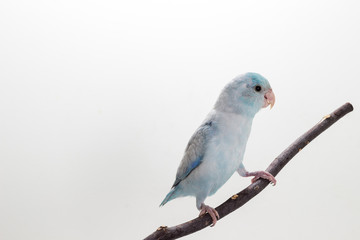 Pastel Blue Forpus Bird