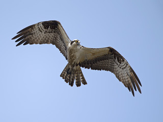 Osprey in Flight