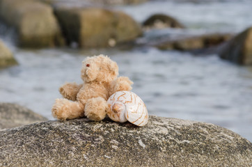 sea shell lying on a big rock in the sea, shallow depth of field