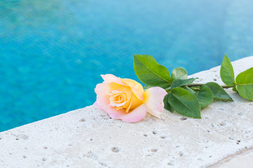 yellow rose on the stone background near the swimming pool close up