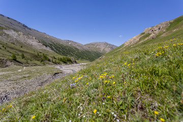 Fototapeta na wymiar Alpine summer