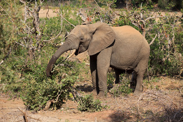 Fototapeta premium Elefant