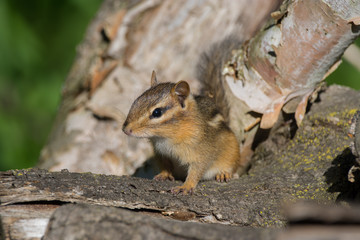 Eastern Chipmunk