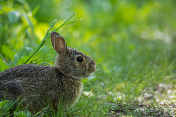 Eastern Cottontail