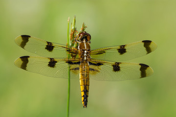 Painted Skimmer Dragonfly