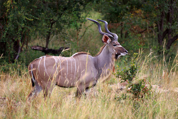 Kudu