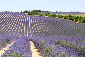 lavandes en provence