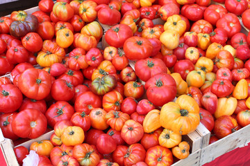 Tomates bio rouges et jaunes