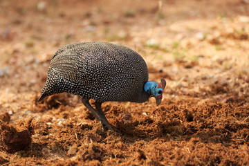 Obraz premium Helmperlhuhn