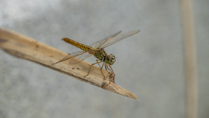 Insect dragonfly