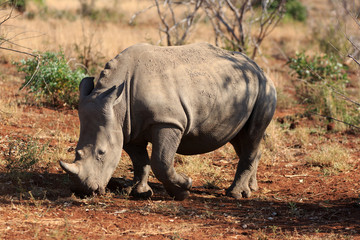 Fototapeta premium Breitmaulnashorn