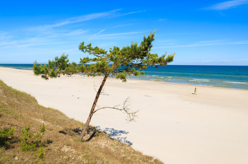 Pine tree on beautiful sandy beach near Leba, Baltic Sea, Poland