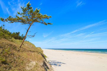 Fototapeta na wymiar Pine tree on beautiful sandy beach near Leba, Baltic Sea, Poland