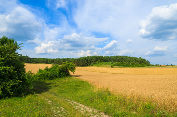 Fototapeta na wymiar View of green farming field in summer landscape of Poland
