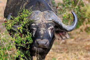 Obraz premium Büffel Portrait