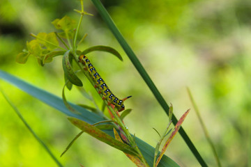 Naklejka premium Caterpillar creeps on a green plant