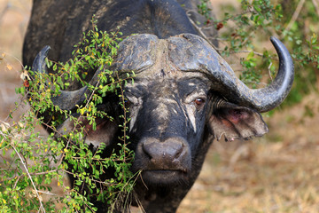 Obraz premium Büffel Portrait