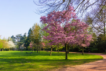 Beautiful park.  Beautiful landscape. Garden