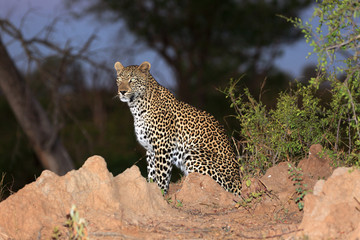 Leopard