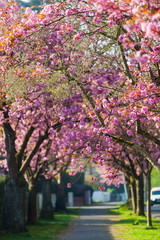 Cherry Blossom Pathway.  Beautiful Landscape