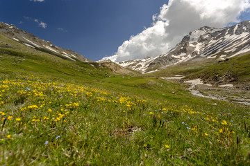 Fototapeta na wymiar expanse of flowers in an alpine valley