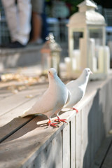 wedding pigeons