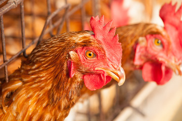 Chickens in the local farm