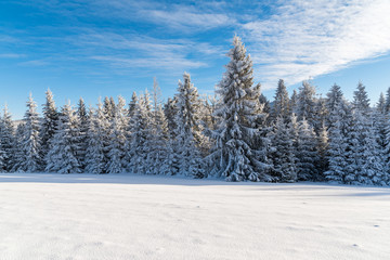 Obraz premium Winter trees in Beskid Sadecki Mountains covered with fresh snow, Poland