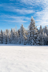 Winter trees in Beskid Sadecki Mountains covered with fresh snow, Poland