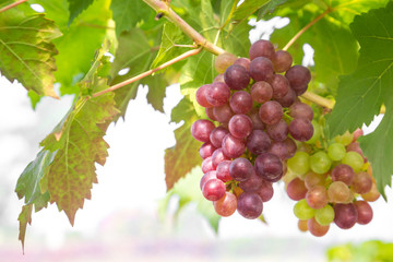 Red Grapes in the vineyard