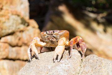 Crab on Tachai island, Phangnga Province, Thailand
