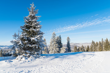 Fototapeta premium Winter trees covered with fresh snow in Wierchomla ski resort, Poland