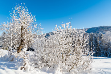 Winter trees in Beskid Sadecki Mountains covered with fresh snow, Poland