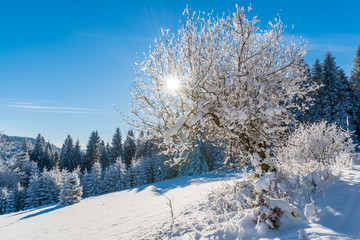 Winter trees in Beskid Sadecki Mountains with sun on blue sky, Poland