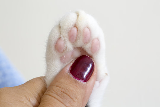 Kedi 