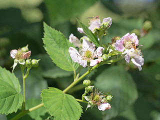Brombeerblüten, Brombeeren, Rubus sectio Rubus