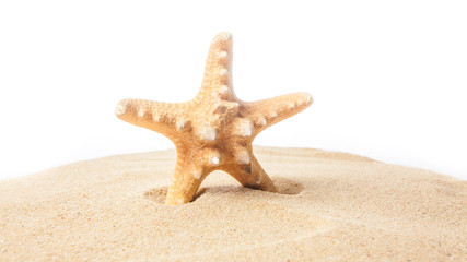 Starfish on the beach. Starfish isolated on white background