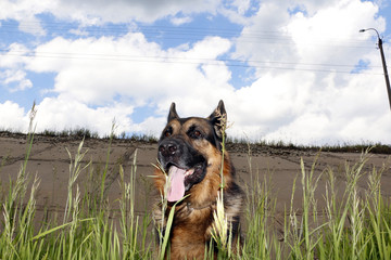 Dog german shepherd on the field in summer day