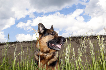 Dog german shepherd on the field in summer day