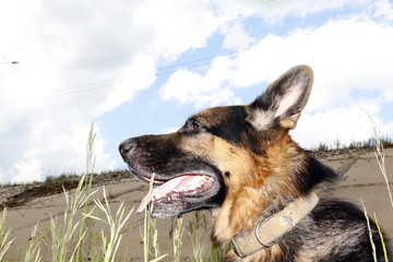 Dog german shepherd on the field in summer day