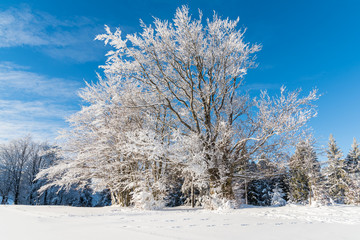 Winter trees in Beskid Sadecki Mountains and sunny blue sky, Poland