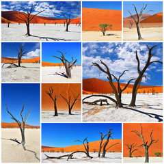 Deadvlei, Sossusvlei. Namibia. Collage
