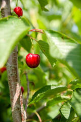 Ripe cherries growing on a tree among green foliage.